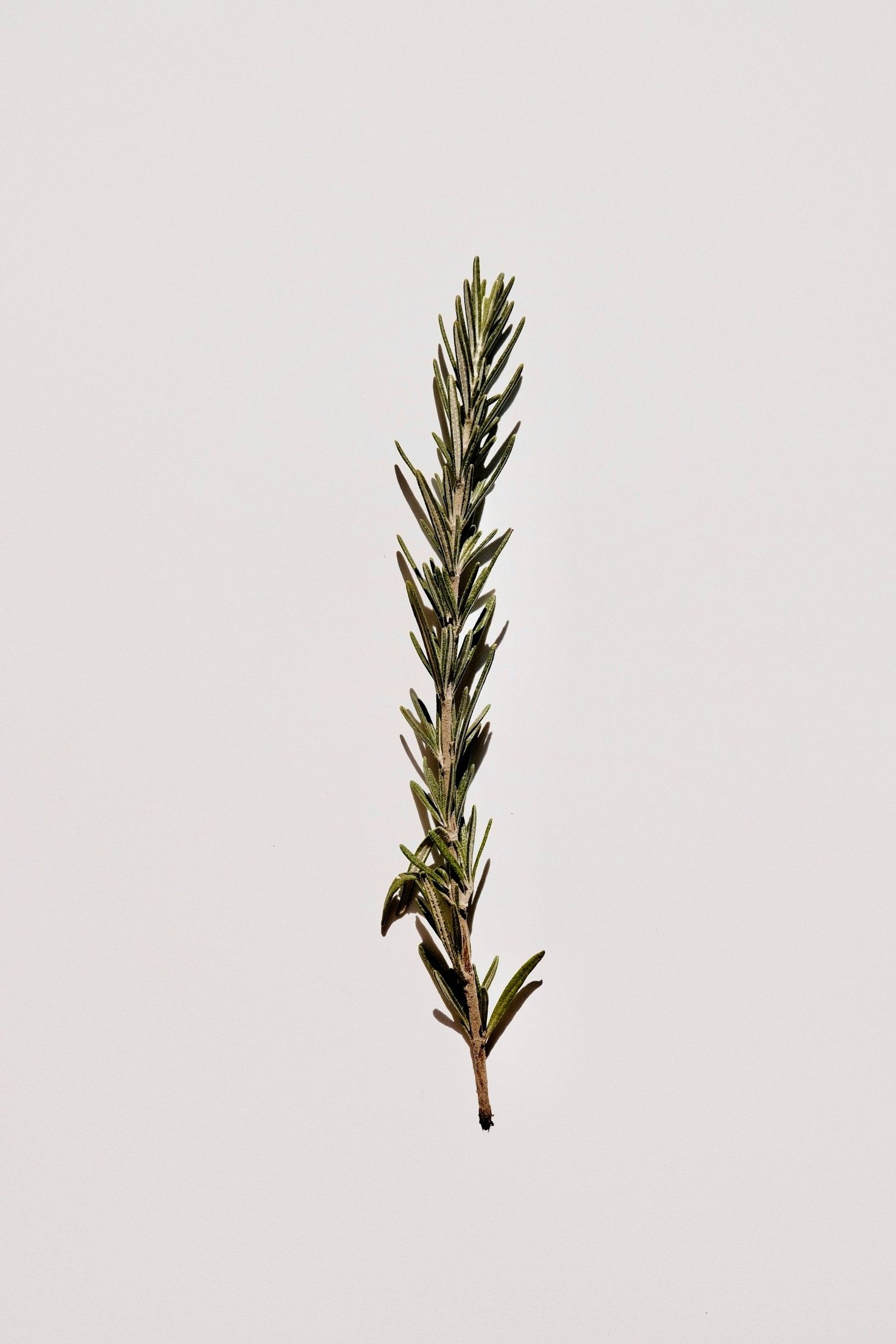 The Science Behind Organic Wellness Ingredients